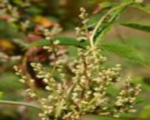 川西金灯藤怎么种？种植过程中应注意什么？