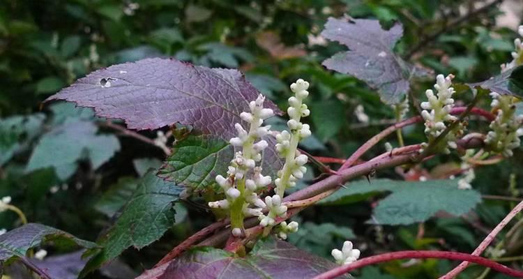 川西金灯藤怎么种？种植过程中应注意什么？
