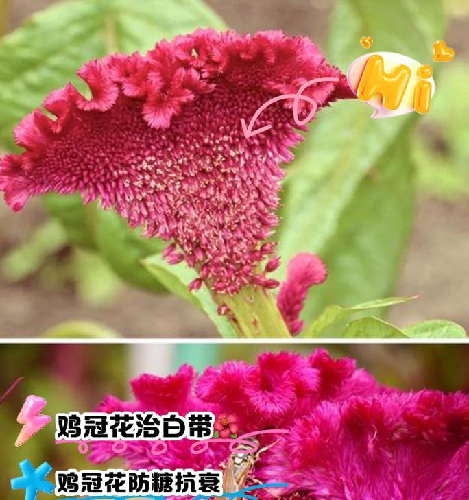 鸡冠花怎样种植？种植时有哪些常见问题？