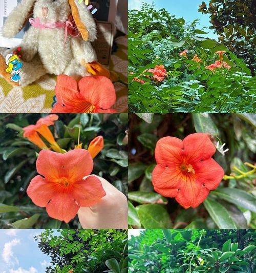 美国凌霄花的花朵大小如何判断？
