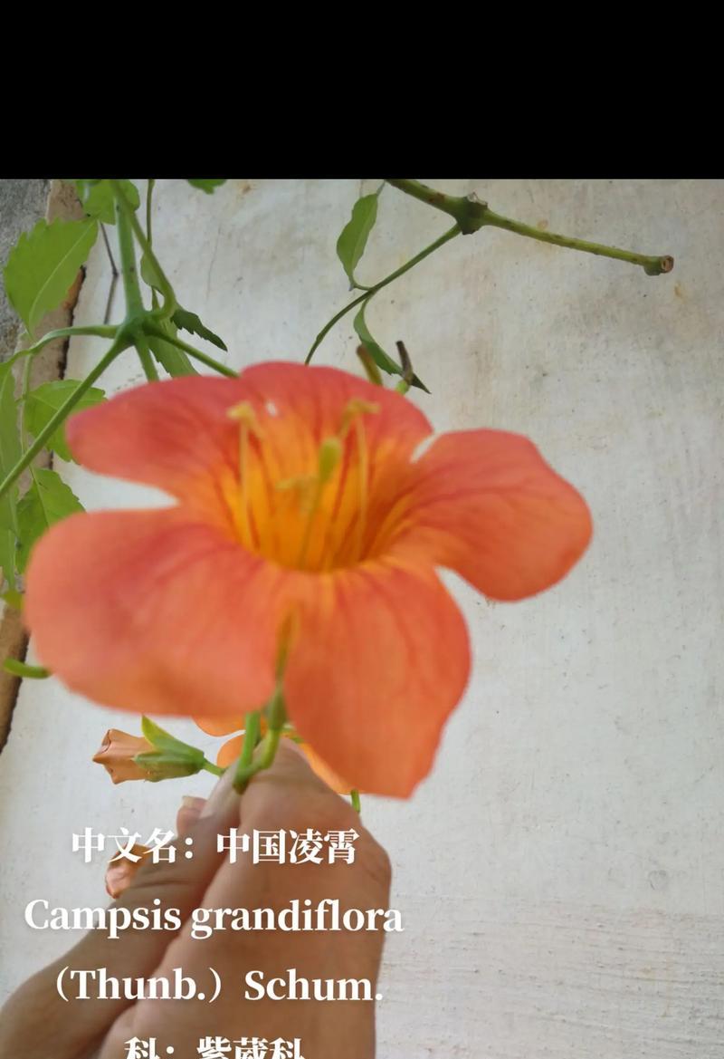 美国凌霄花的花朵大小如何判断？