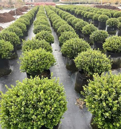 冬季绿化植物选择有哪些标准？