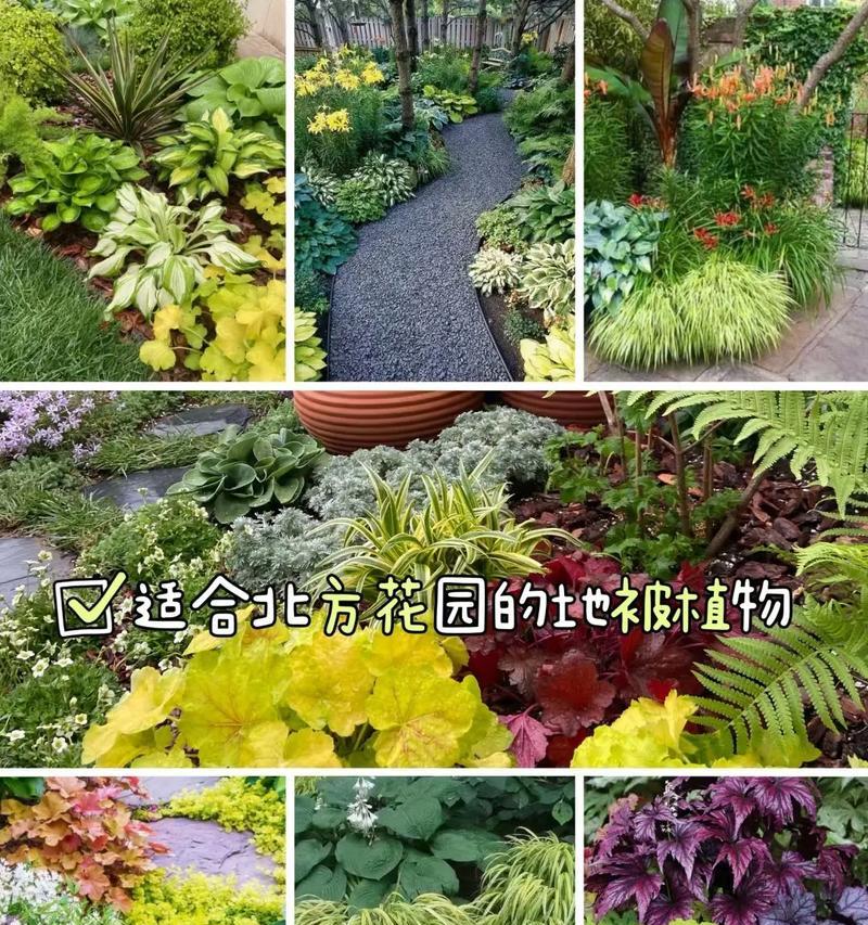 冬季绿化植物选择有哪些标准？