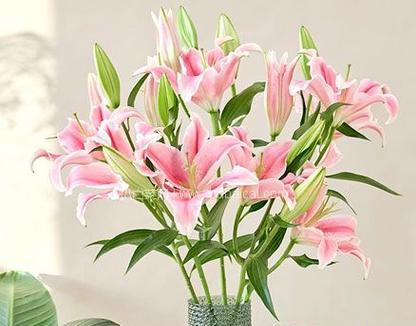 百合花什么颜色最好看？哪三种颜色最值得选择？