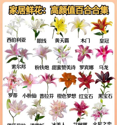 百合花什么颜色最好看？哪三种颜色最值得选择？
