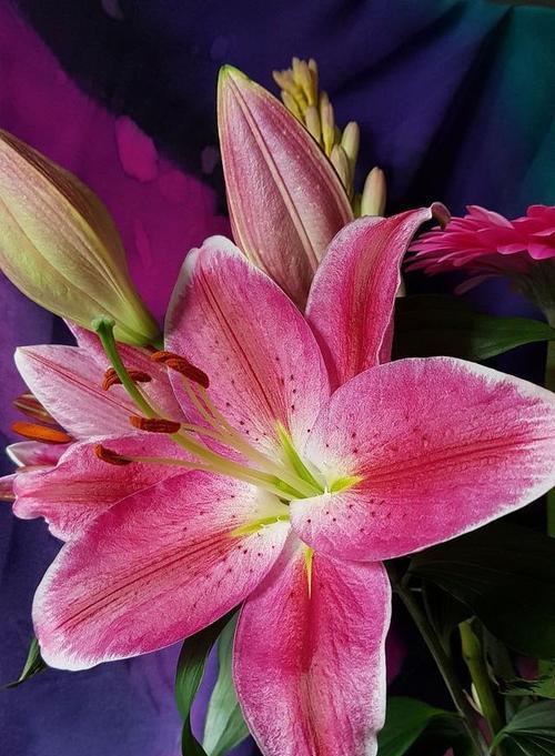 百合花什么颜色最好看？哪三种颜色最值得选择？