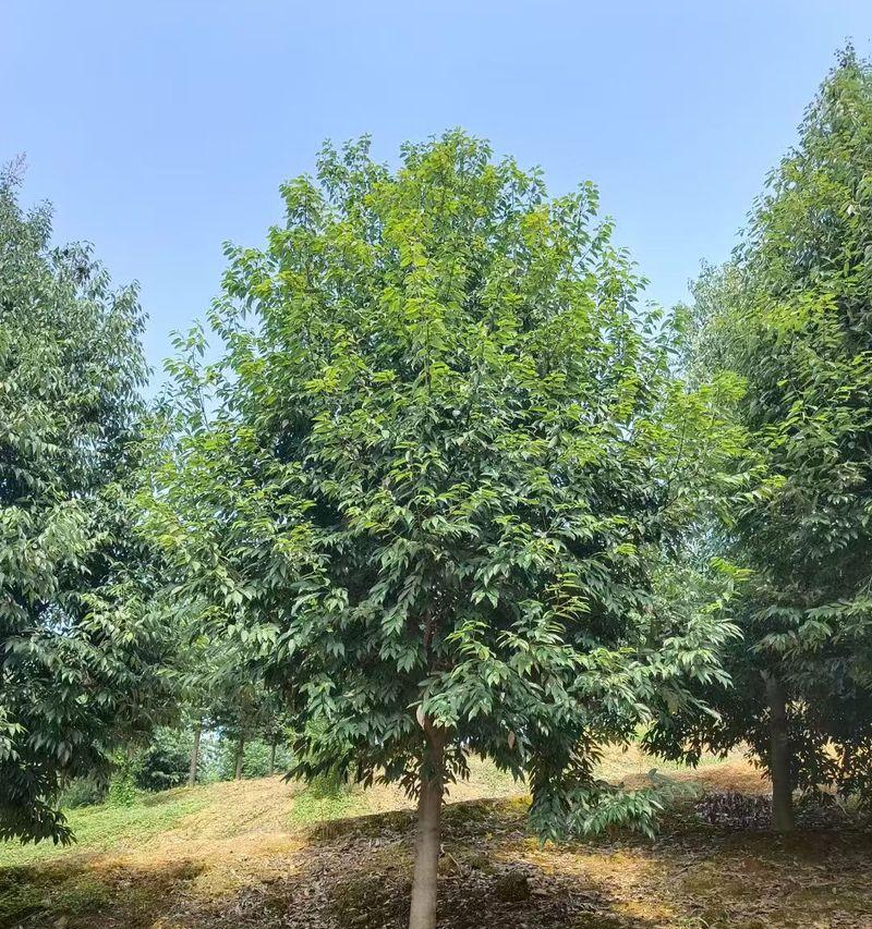 浙江地区适宜种植哪些树种？有什么推荐吗？