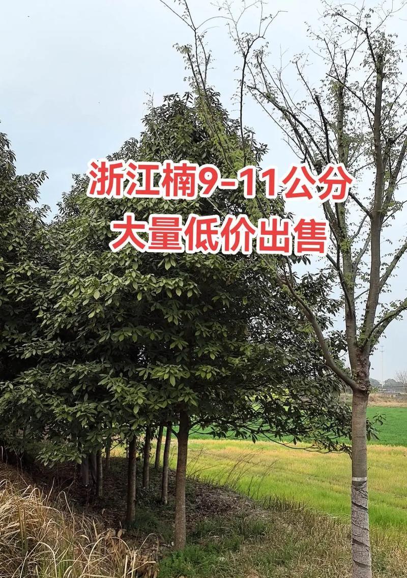 浙江地区适宜种植哪些树种？有什么推荐吗？