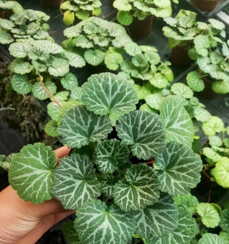 洱源虎耳草如何种植？种植洱源虎耳草有哪些要点？