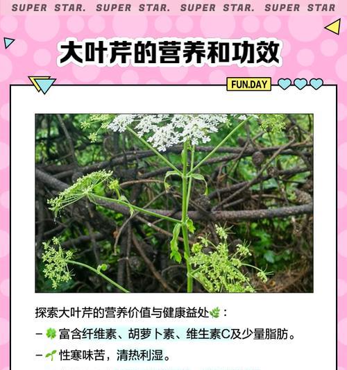 滇藏细叶芹如何种植？种植滇藏细叶芹有哪些技巧？