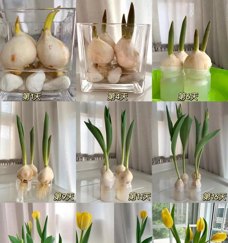 3月种植郁金香可行吗？种植郁金香有哪些注意事项？