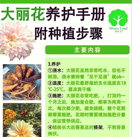 大丽花如何在寒冷环境中种植？