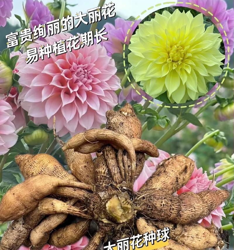 大丽花如何在寒冷环境中种植？