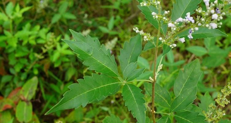 山牡荆的种植方法是什么？如何确保山牡荆健康生长？