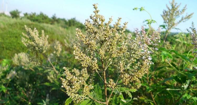 山牡荆的种植方法是什么？如何确保山牡荆健康生长？