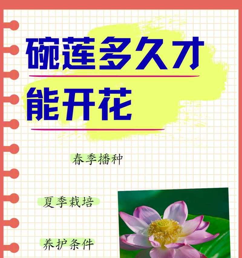 碗莲能否四季持续开花？