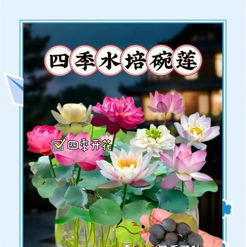 碗莲能否四季持续开花？