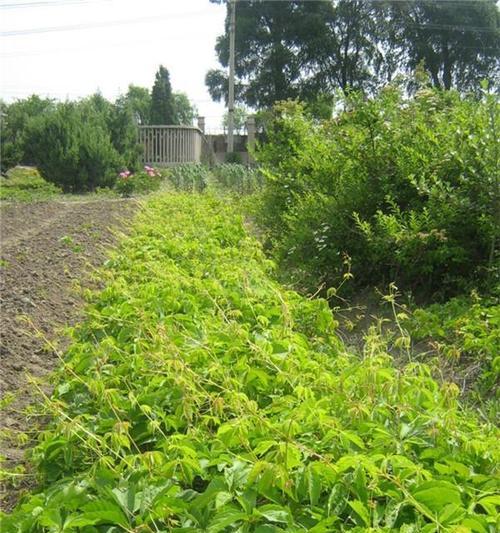 爬山虎怎么种植？种植过程中需要注意什么？