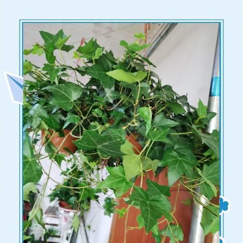 爬山虎怎么种植？种植过程中需要注意什么？