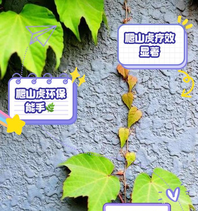 爬山虎怎么种植？种植过程中需要注意什么？