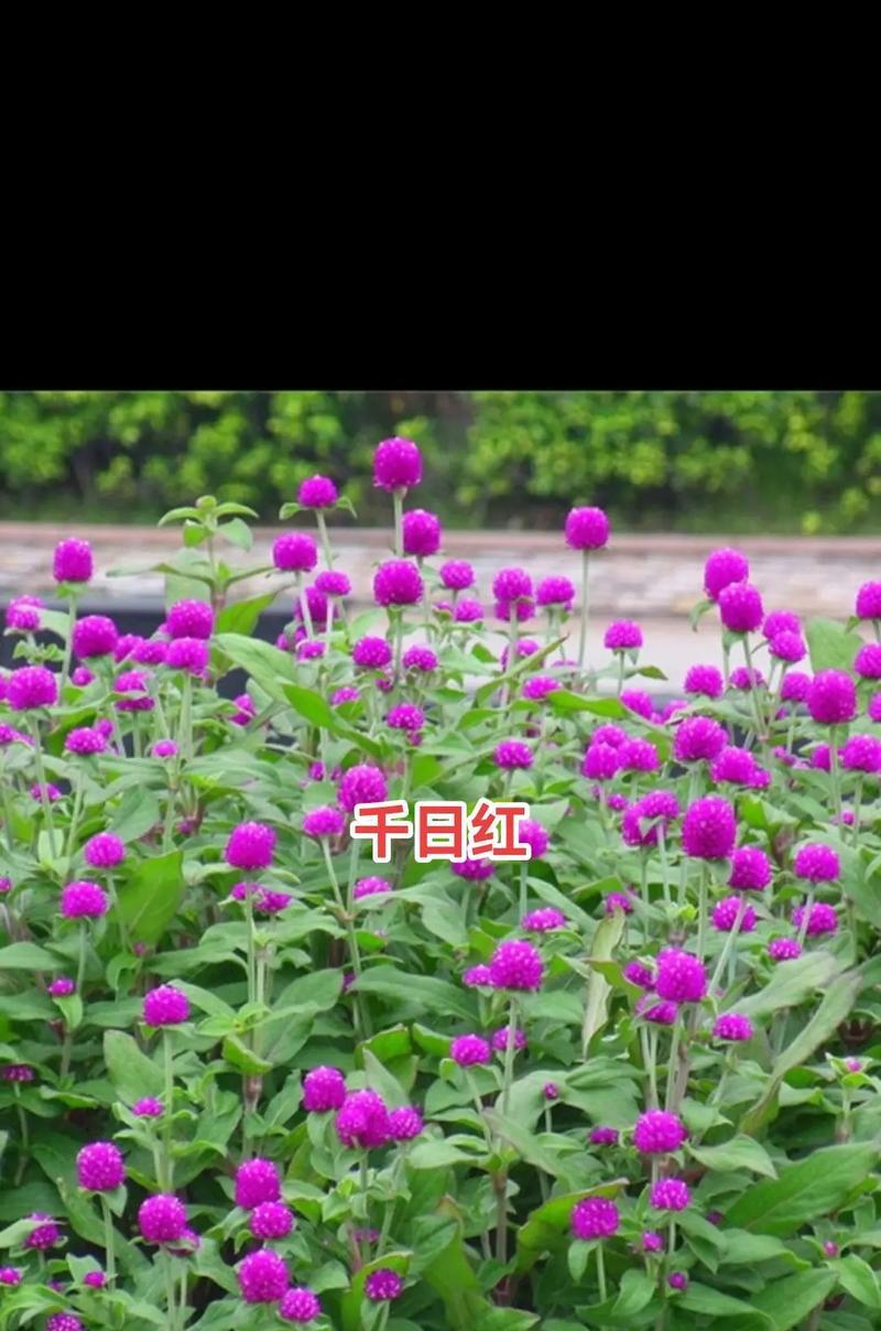 千日红如何种植？需要注意哪些步骤？