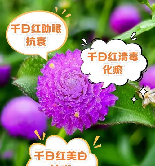 千日红如何种植？需要注意哪些步骤？