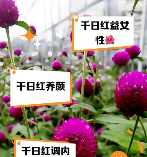 千日红如何种植？需要注意哪些步骤？