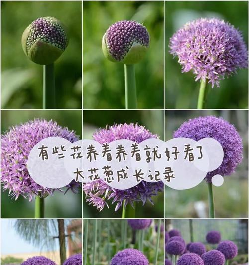 荷兰大花葱最佳种植时间是什么时候？种植时需准备什么？