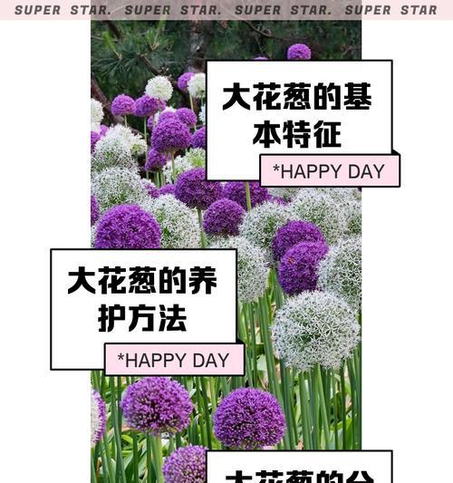 荷兰大花葱最佳种植时间是什么时候？种植时需准备什么？