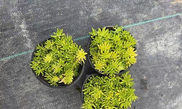 等萼佛甲草应该如何种植？种植等萼佛甲草需要注意什么？