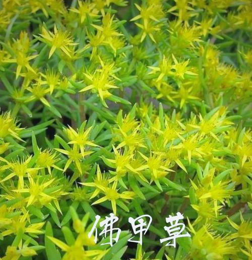 等萼佛甲草应该如何种植？种植等萼佛甲草需要注意什么？
