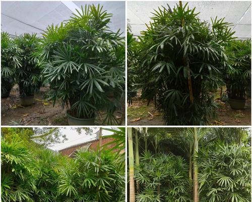 斑叶细棕竹怎样种植？有哪些技巧？