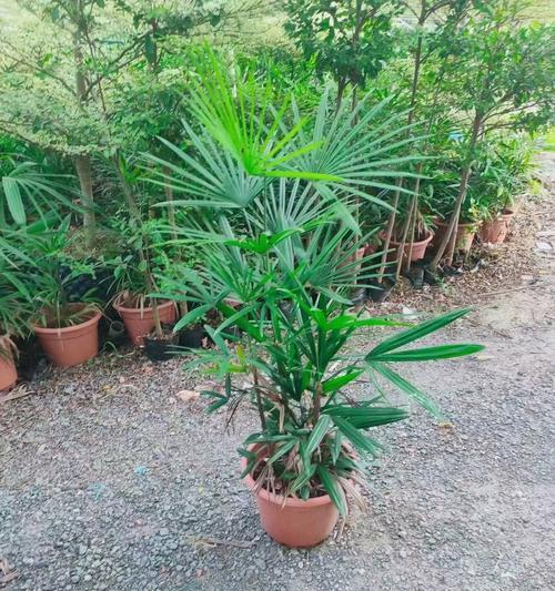 斑叶细棕竹怎样种植？有哪些技巧？