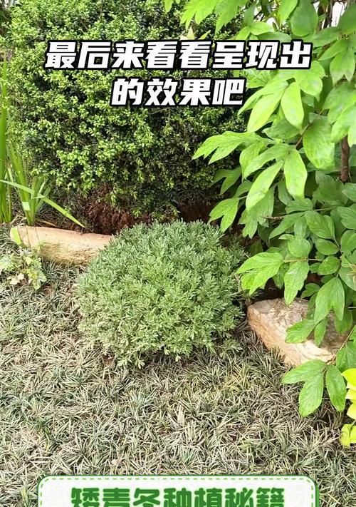 矮麦冬种植需要注意什么？如何解决种植过程中的问题？