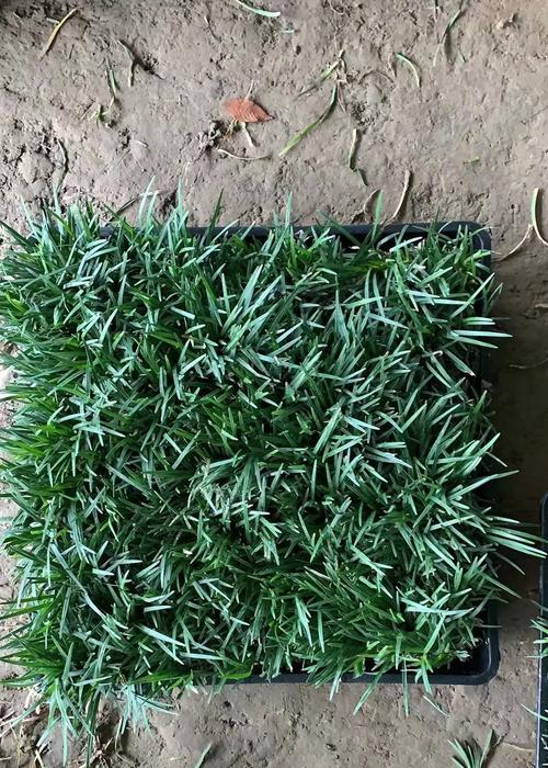 矮麦冬种植需要注意什么？如何解决种植过程中的问题？