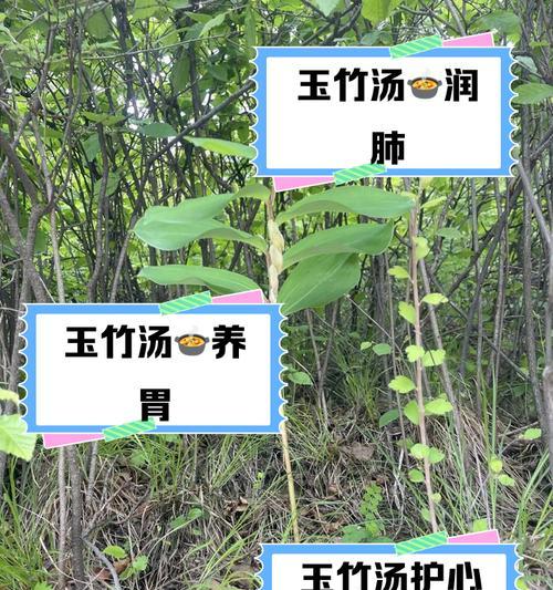 玉龙山箭竹如何种植？种植过程中有哪些要点？