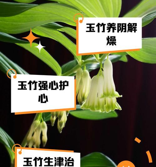 玉龙山箭竹如何种植？种植过程中有哪些要点？