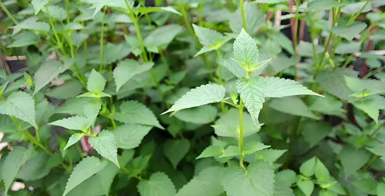 广藿香种植技术有哪些？如何进行栽培管理？