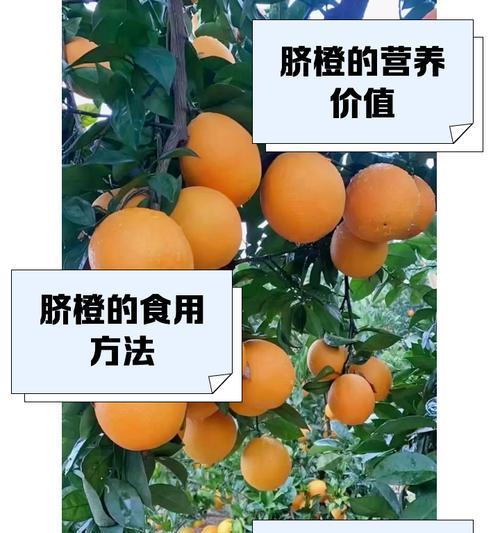 脐橙如何管理才能盛产？脐橙盛产的秘诀是什么？