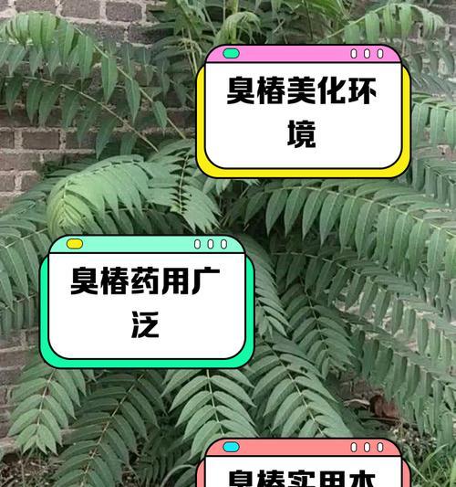 臭椿树的种植技巧有哪些？如何确保其健康成长？