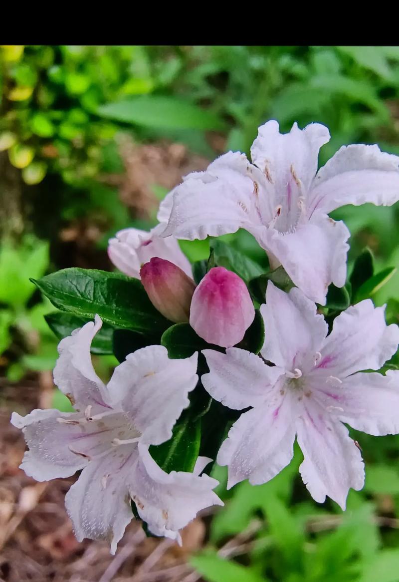 北方六月开花树种有哪些？如何识别它们？