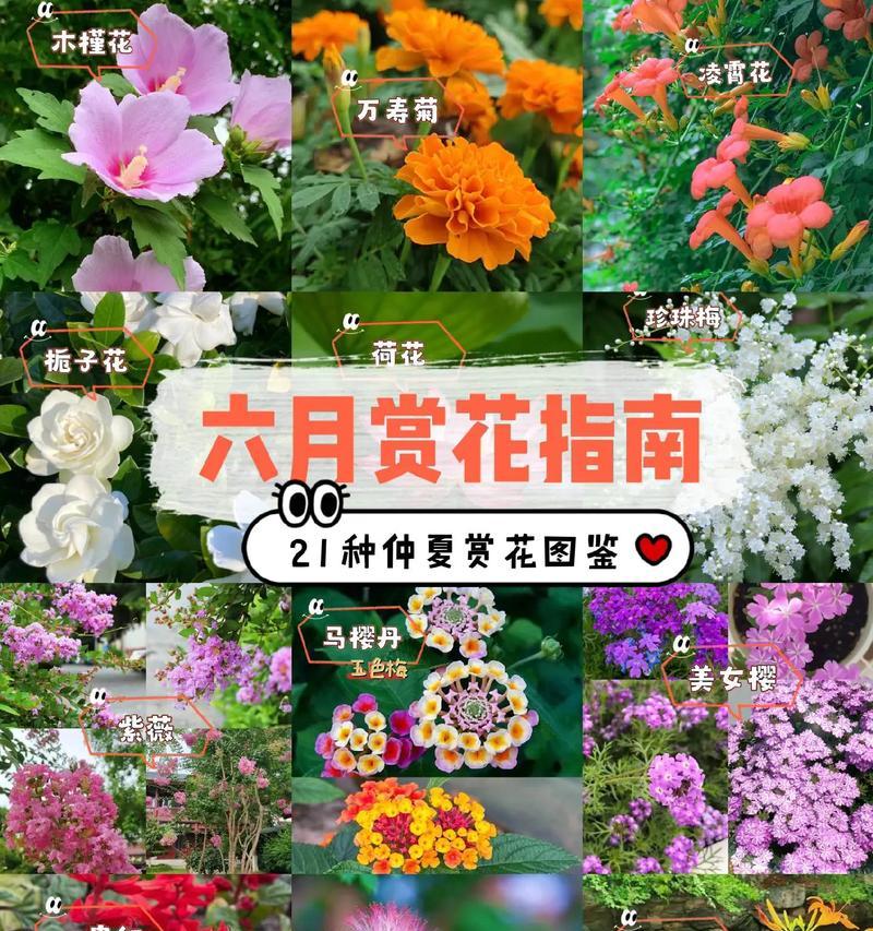 北方六月开花树种有哪些？如何识别它们？