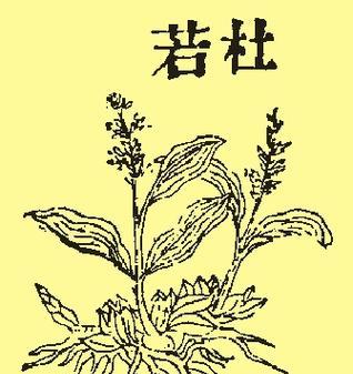 伞花杜若的种植方法是什么？如何确保其良好生长？