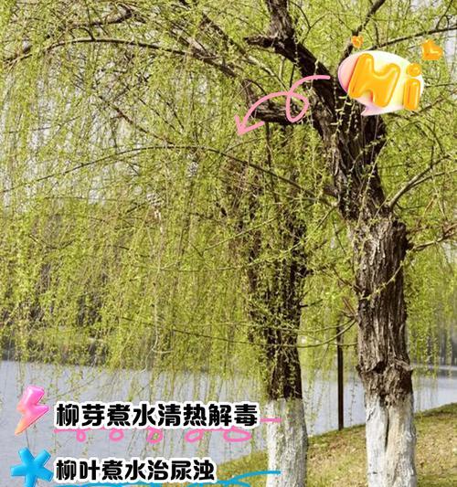 柳树如何种植？柳树种植有哪些注意事项？