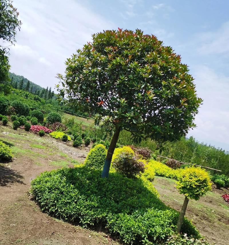 哪里是全国最大的花卉苗木基地？基地有哪些特色？