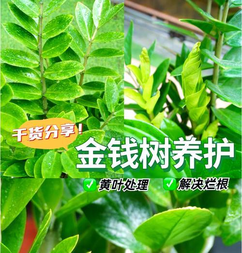金钱树怎么种植？金钱树种植有哪些要点？