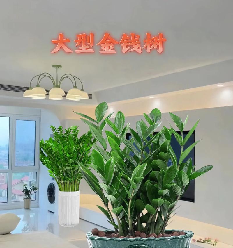 金钱树怎么种植？金钱树种植有哪些要点？