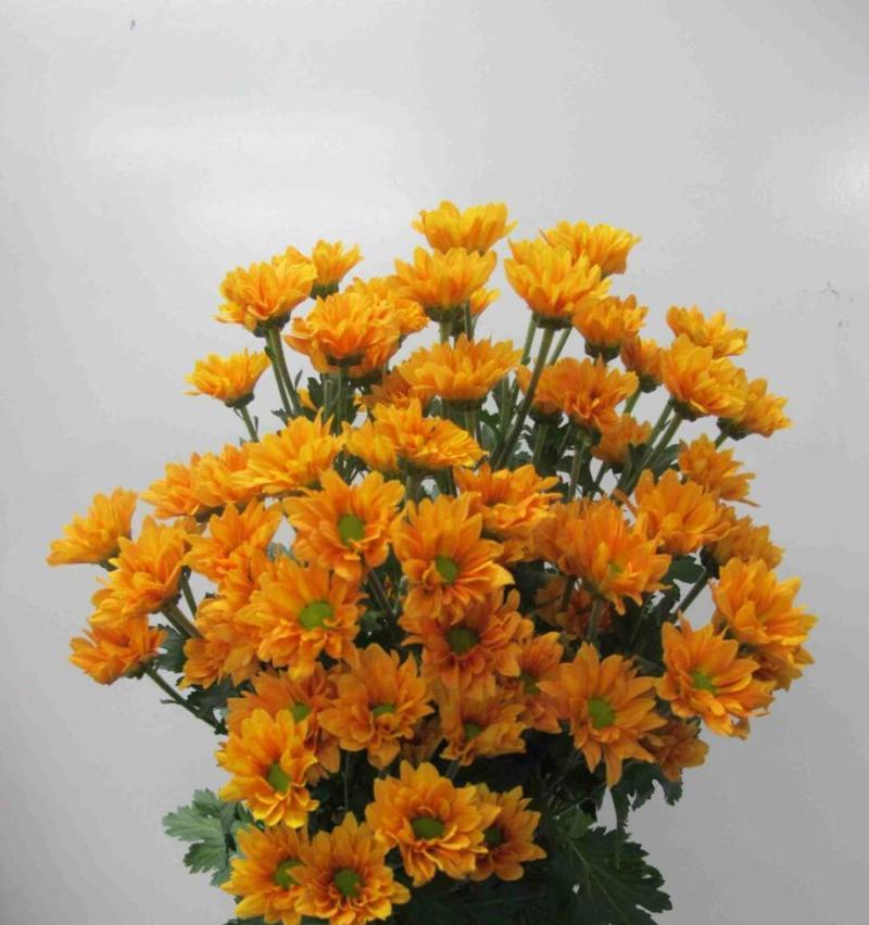 雏菊花在不同文化中有哪些象征？