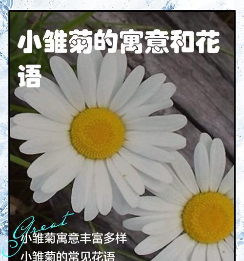 雏菊花在不同文化中有哪些象征？