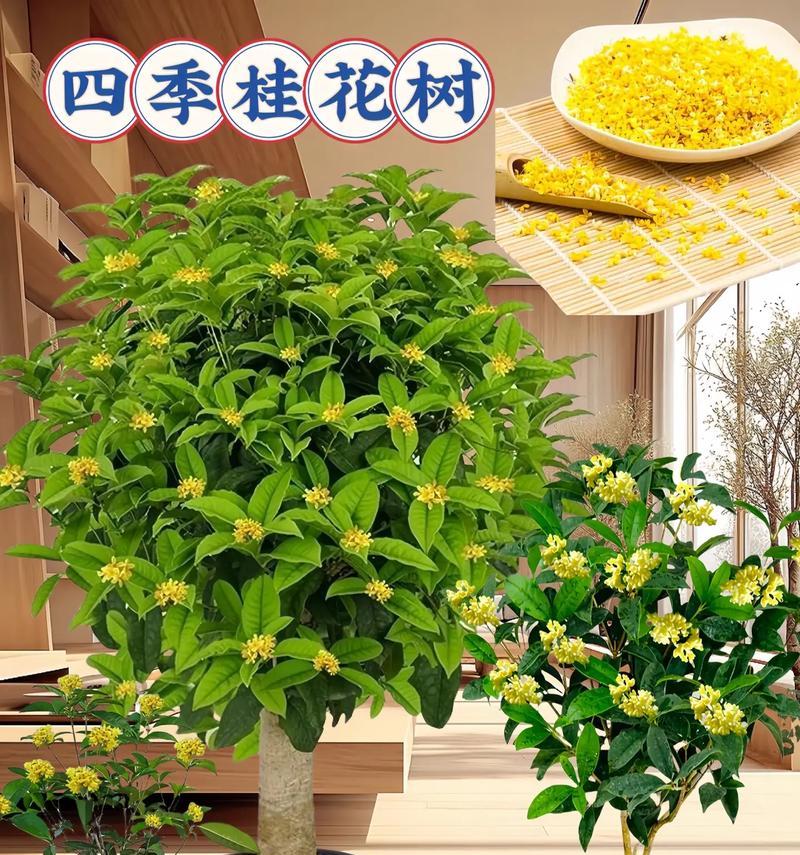 四季常绿的花树有哪些？它们在绿化中的作用是什么？